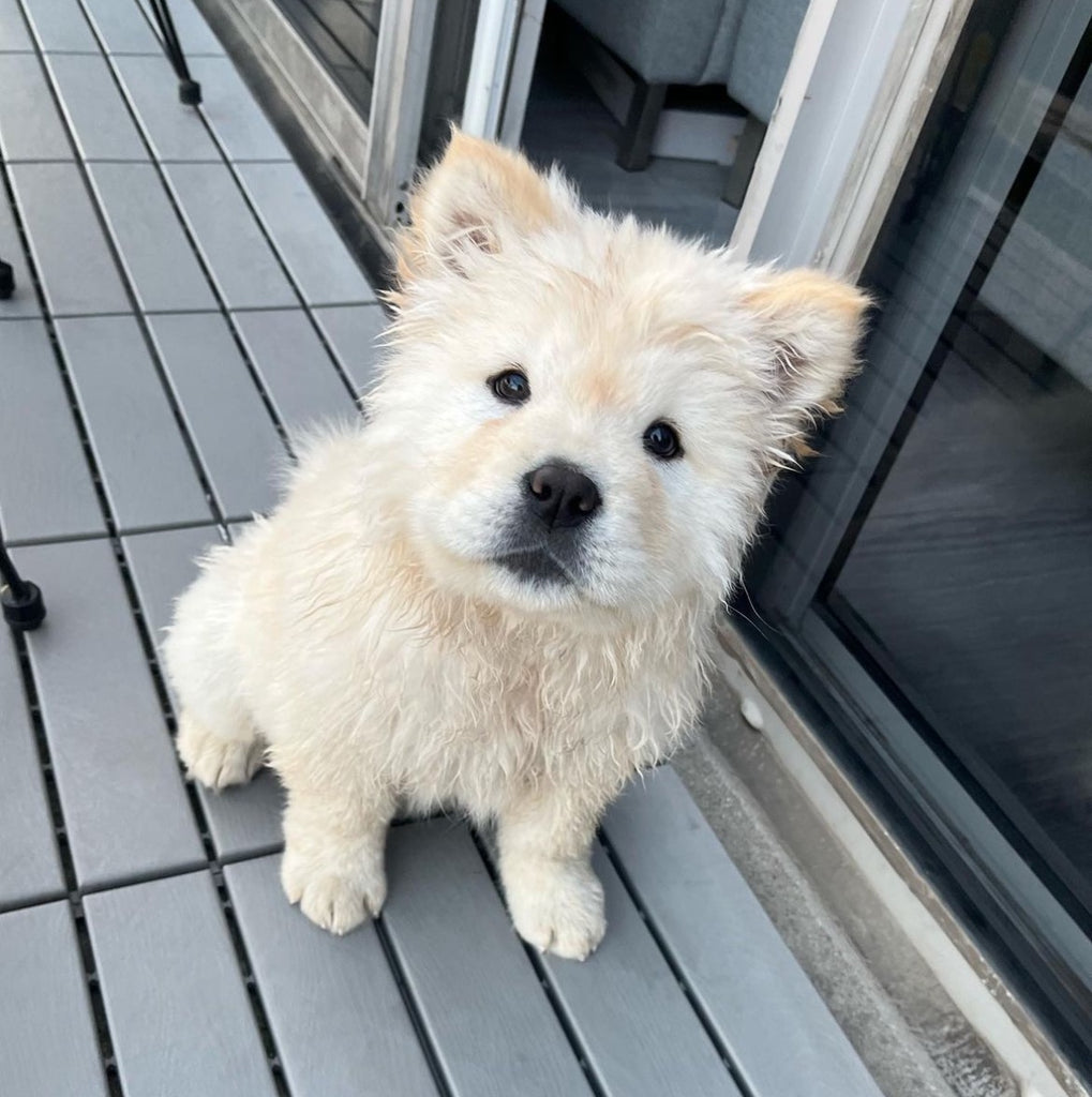 Vancouver Mini Chowchow puppies [lowellteacuppuppies]
