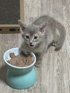 Abyssinian Cat [lowell Cats]