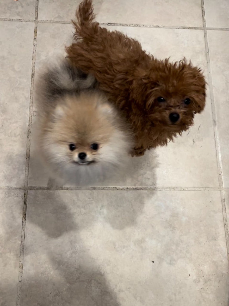 Teacup poodle and pomeranian puppies [lowellteacuppuppies]