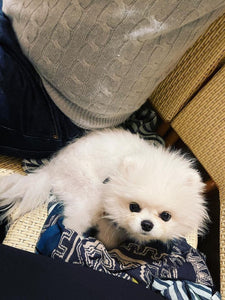 Teacup Pomeranian puppies [lowellteacuppuppies]