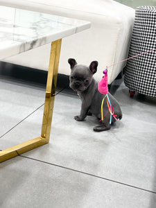 Mini French Bulldog puppies [lowellteacuppuppies]
