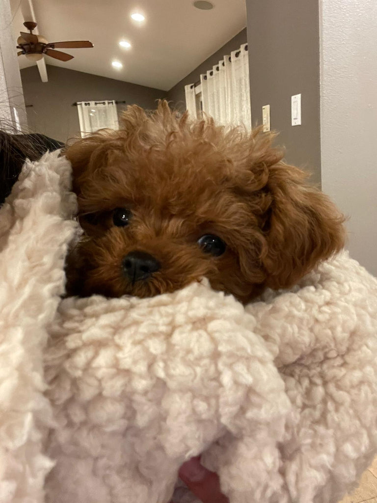Teacup Poodle puppies [lowellteacuppuppies]