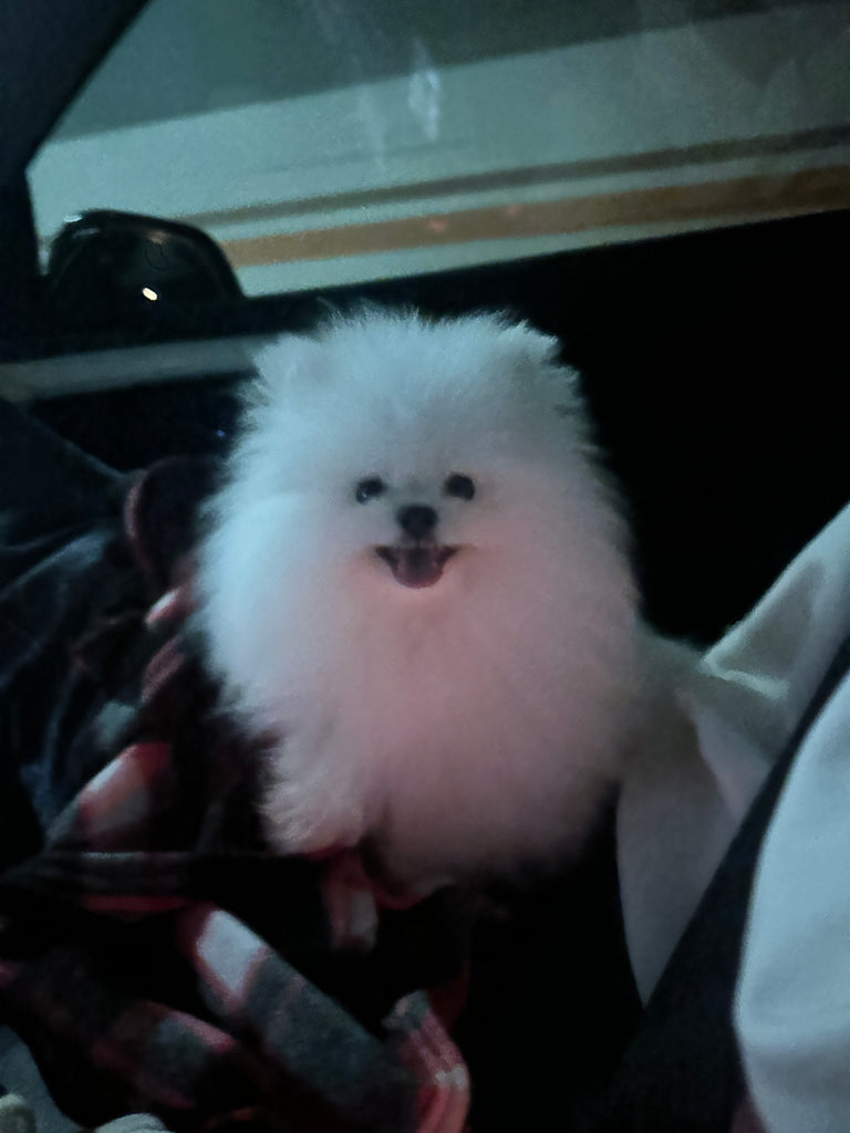 Teacup Pomeranian puppies [lowellteacuppuppies]