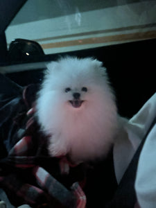 Teacup Pomeranian puppies [lowellteacuppuppies]