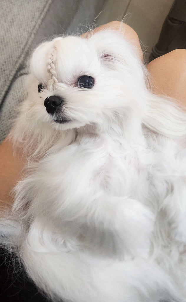 Teacup Maltese puppies [lowellteacuppuppies]