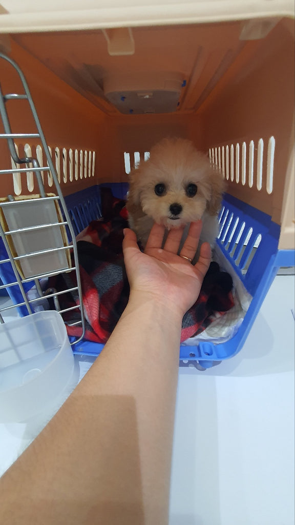 Teacup Maltipoo puppies [lowellteacuppuppies]