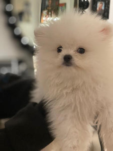 Teacup Pomeranian puppies [lowellteacuppuppies]