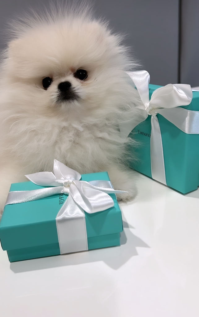Teacup Pomeranian puppies [lowellteacuppuppies]
