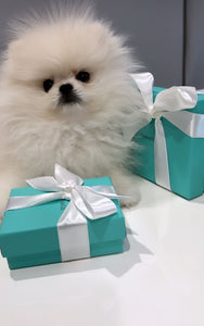 Teacup Pomeranian puppies [lowellteacuppuppies]