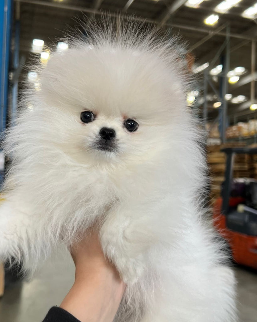 Teacup pomeranian puppies [lowellteacuppuppies]