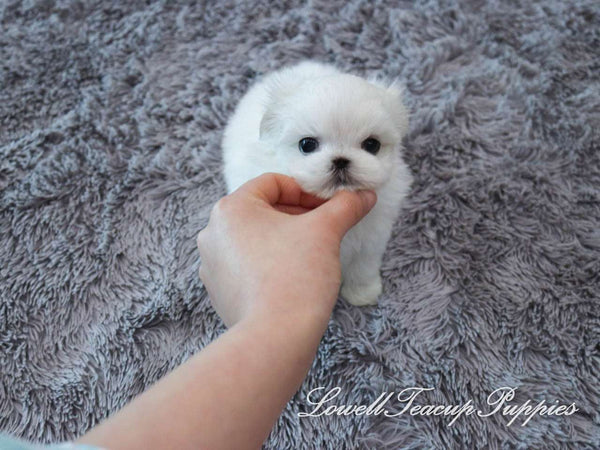 Teacup Maltese Male [Buddy] - Lowell Teacup Puppies inc