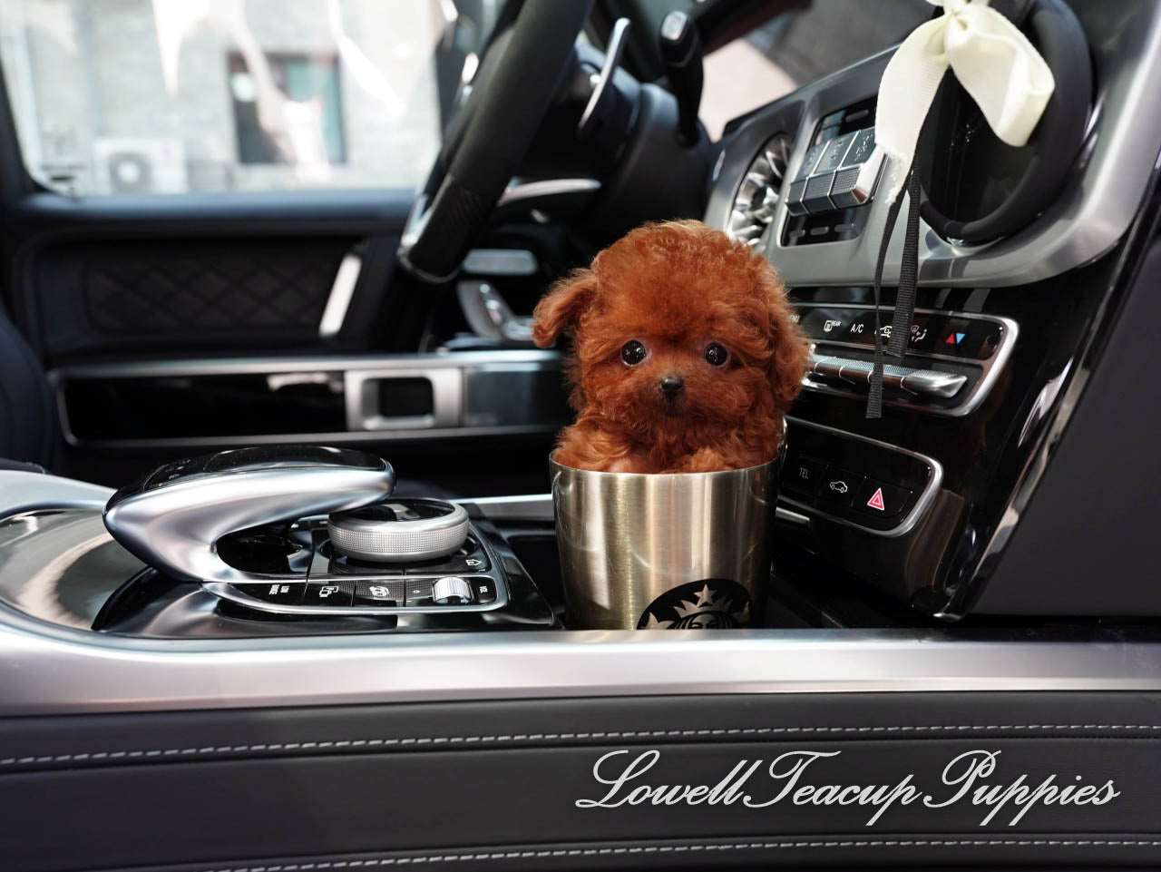 Teacup Poodle Male [Cooper] - Lowell Teacup Puppies inc
