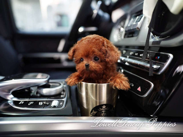Teacup Poodle Male [Cooper] - Lowell Teacup Puppies inc