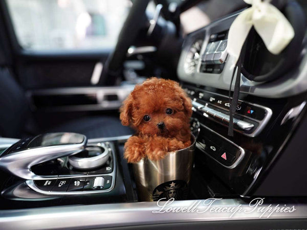 Teacup Poodle Male [Cooper] - Lowell Teacup Puppies inc