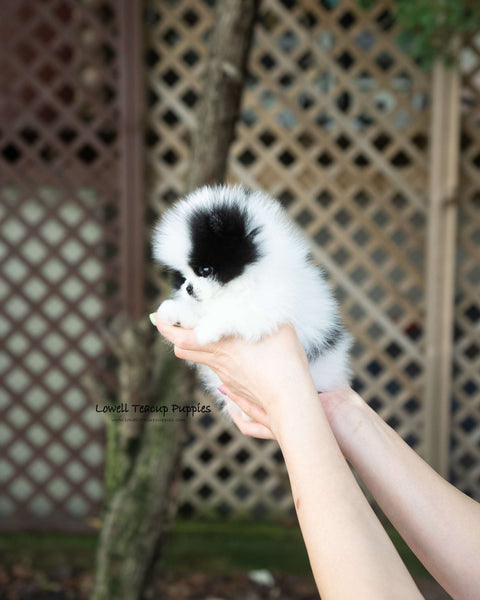 Teacup Pomeranian Female [Nora]