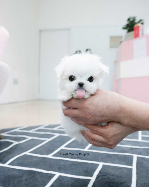 Teacup Maltese Female [Kassia]