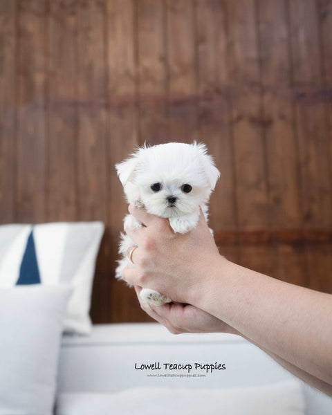 Teacup Maltese Female [Eblin]