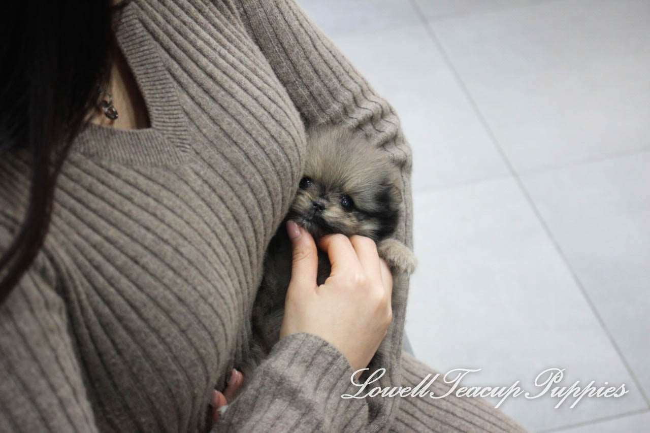 Teacup Pomeranian Female [Prada] - Lowell Teacup Puppies inc