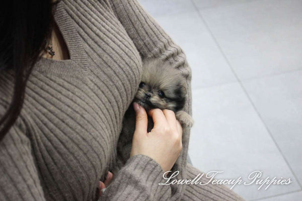 Teacup Pomeranian Female [Prada] - Lowell Teacup Puppies inc