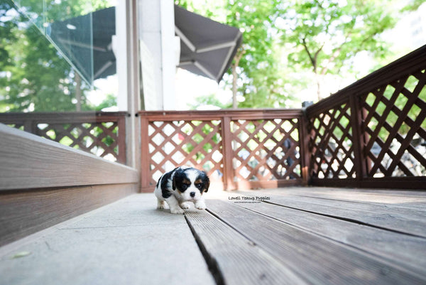 Mini King Charles Spaniel  Female [Charlotte] - Lowell Teacup Puppies inc