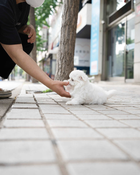 Teacup Maltese Female [Lily]