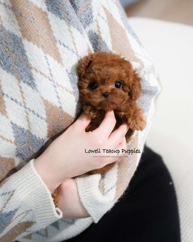 Teacup Poodle Male [Dion]