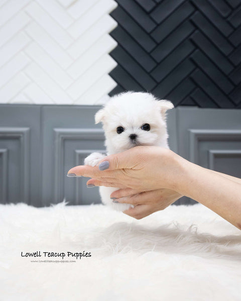 Teacup Maltese Male [Will]