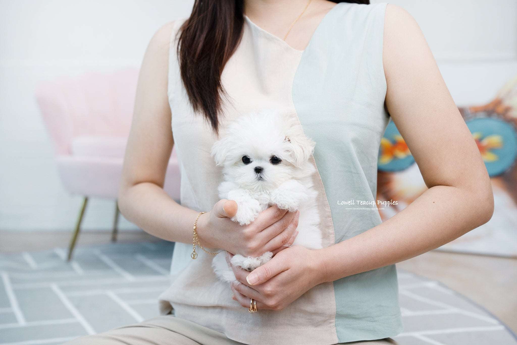 Teacup Maltese Female [Nina] - Lowell Teacup Puppies inc