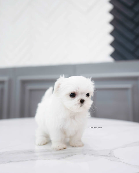 Teacup Maltese Female [Cotton]