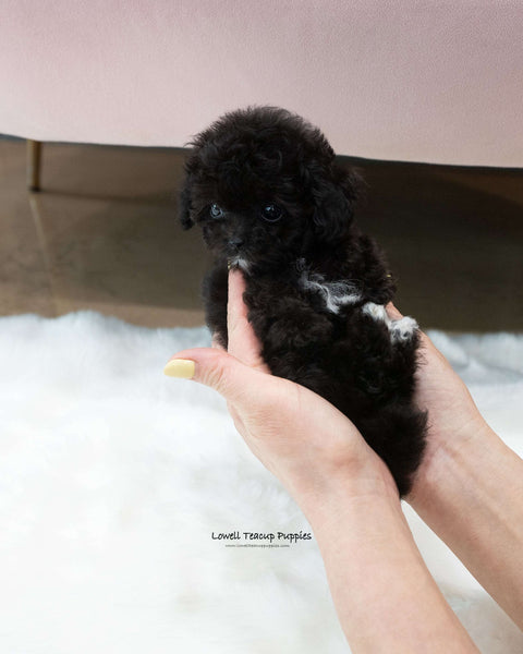 Teacup Poodle Male [Kai]