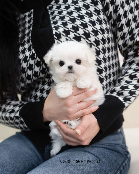 Teacup Maltese Male [Terry]