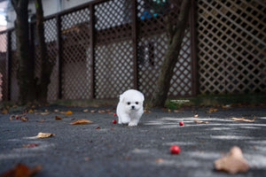 Teacup Bichon frise Male [Otto] - Lowell Teacup Puppies inc