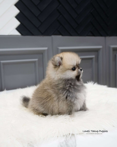 Teacup Pomeranian Female [Stacy]