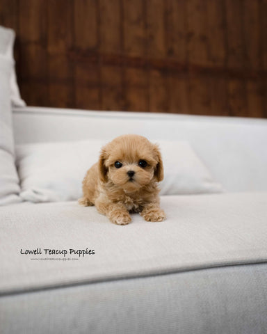 Teacup Maltipoo Female [Amber]