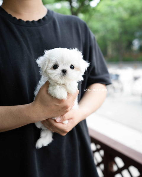 Teacup Maltese Male [Asher]