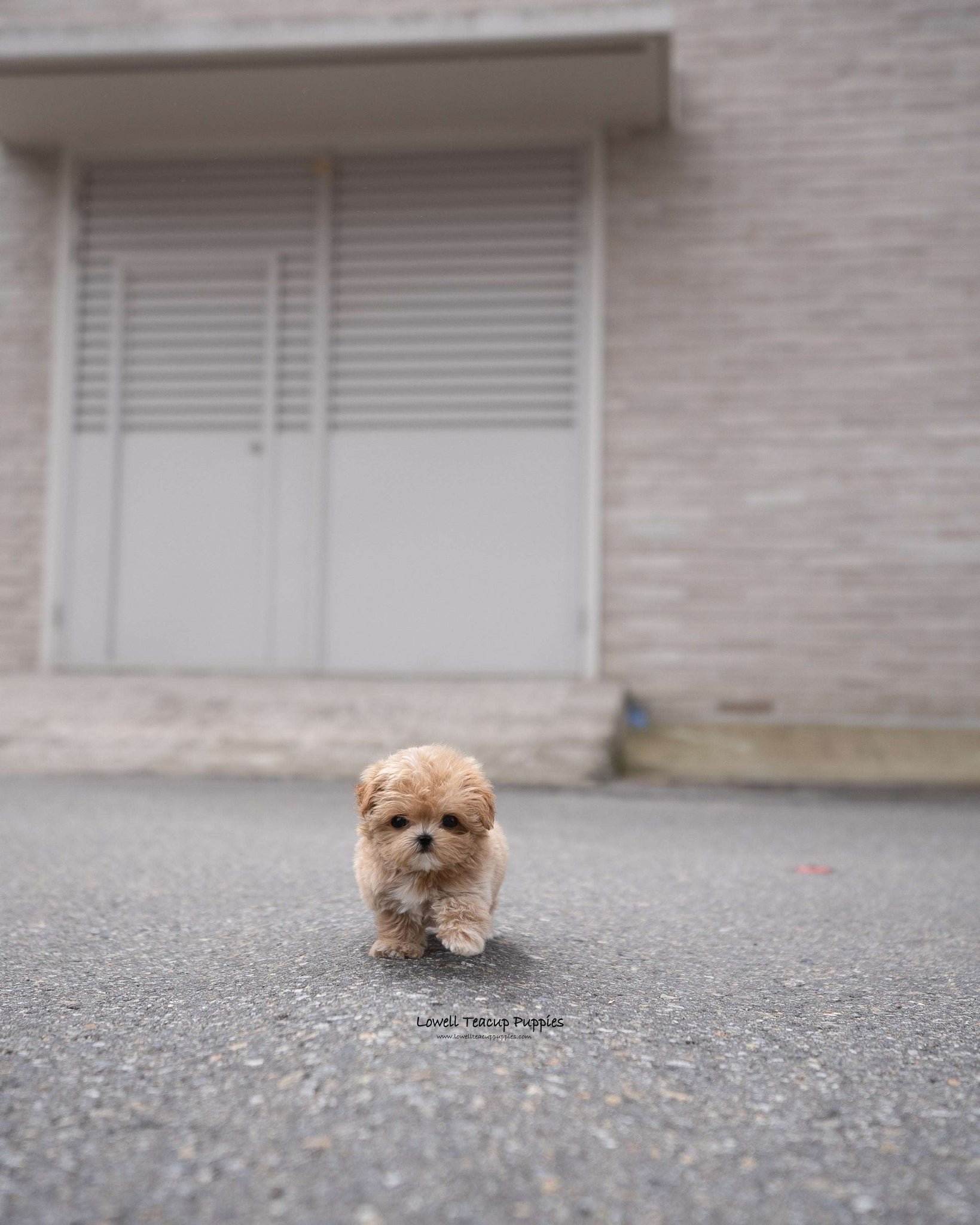 Teacup Maltipoo Female [Lucy]