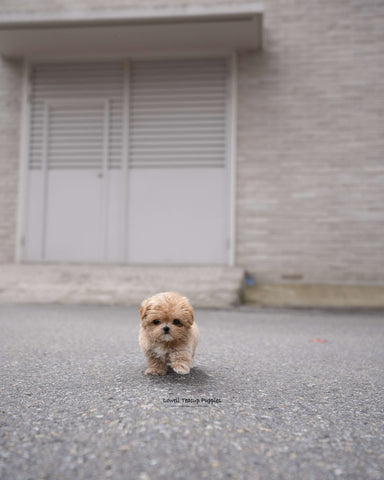 Teacup Maltipoo Female [Lucy]