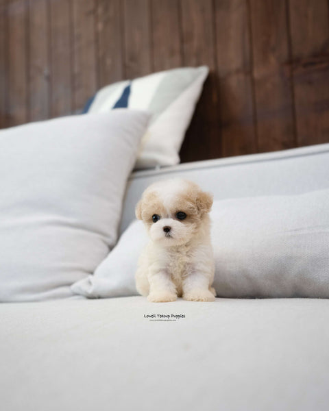 Teacup Maltipoo Male [Bruno]