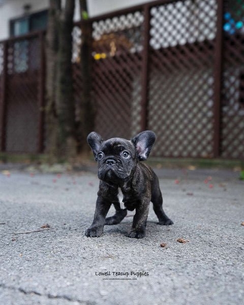 Mini French bulldog Female [Jude] - Lowell Teacup Puppies inc