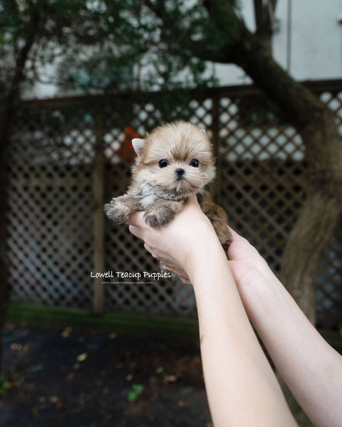 Teacup Morkie Male [Lon]