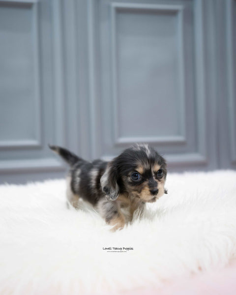 Mini Dachshund Female [Molly]