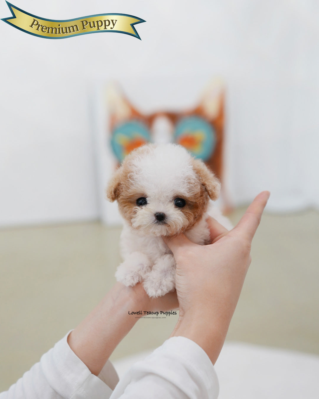Teacup Maltipoo Female [Apple]