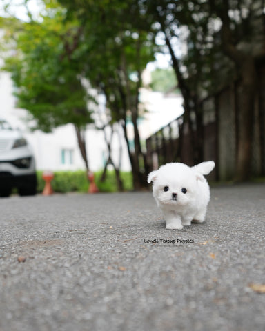 Teacup Maltese Male [Nico]