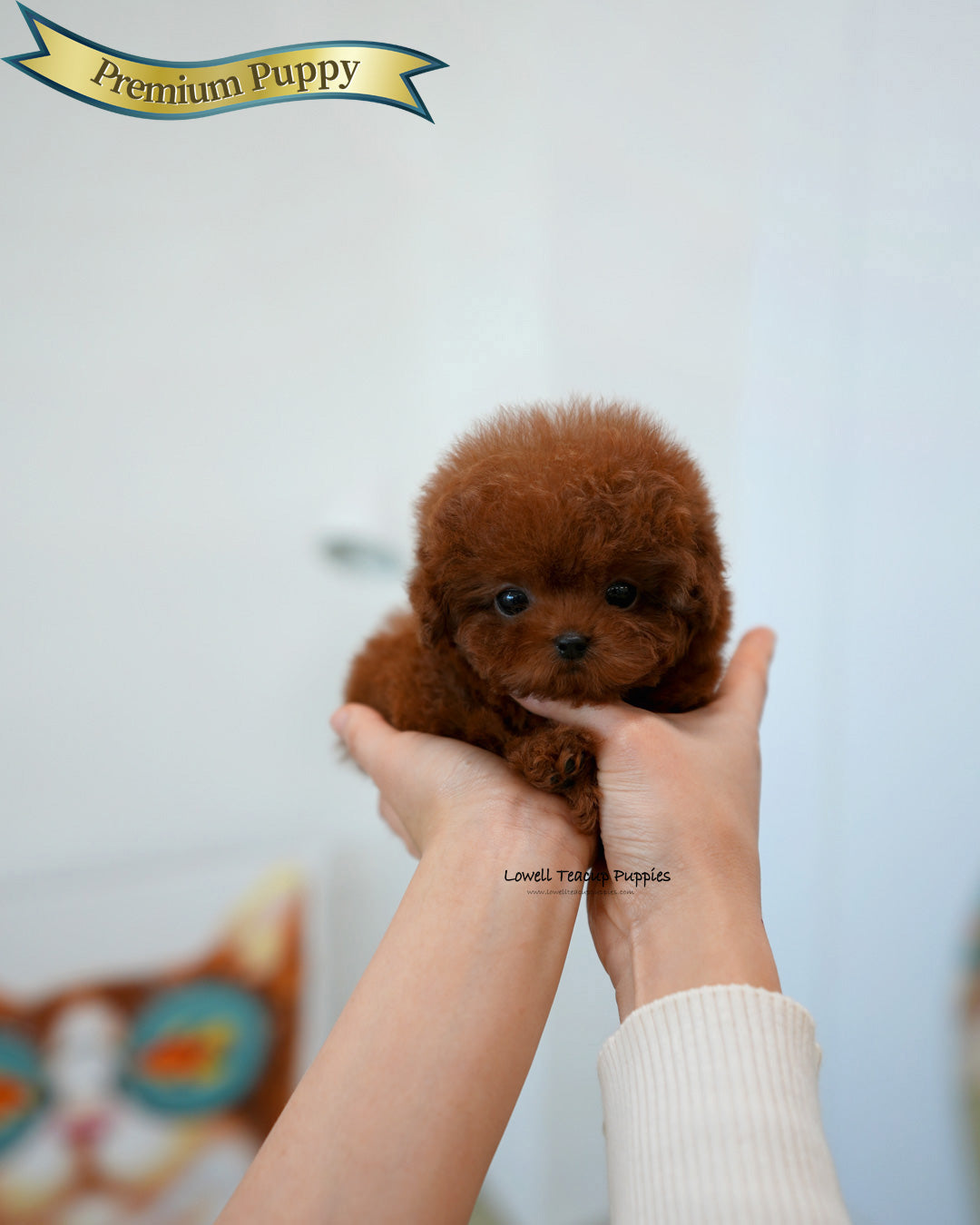 Teacup Poodle Male [Nugget]