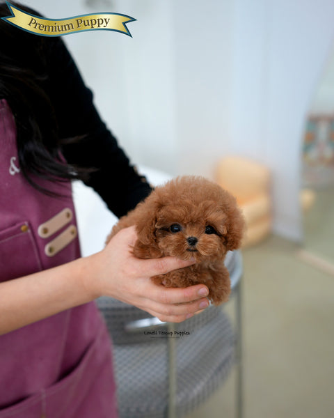 Teacup Poodle Male [Ronnie]