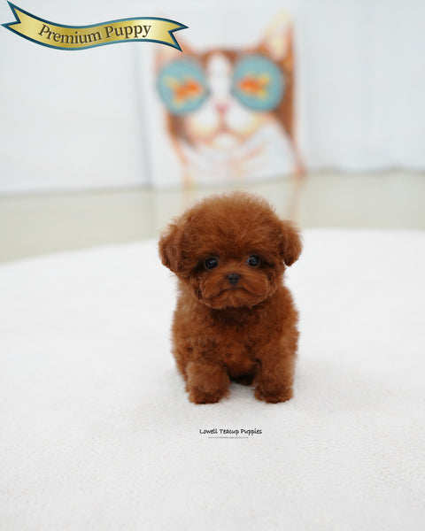 Teacup Poodle Male [Jerry]