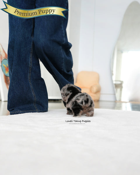 Teacup Maltipoo Female [Aurora]