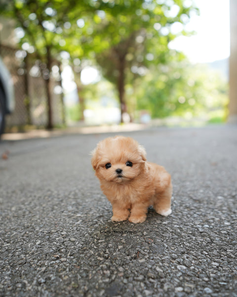 Teacup Maltipoo Female [Evie]