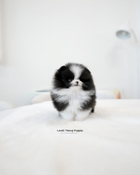 Teacup Pomeranian Female [Lacie]