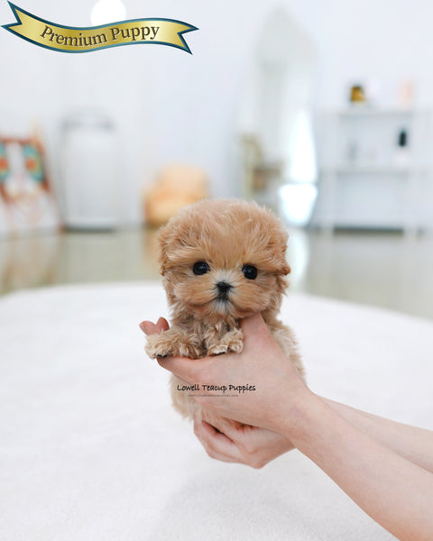 Teacup Maltipoo Male [Orin]